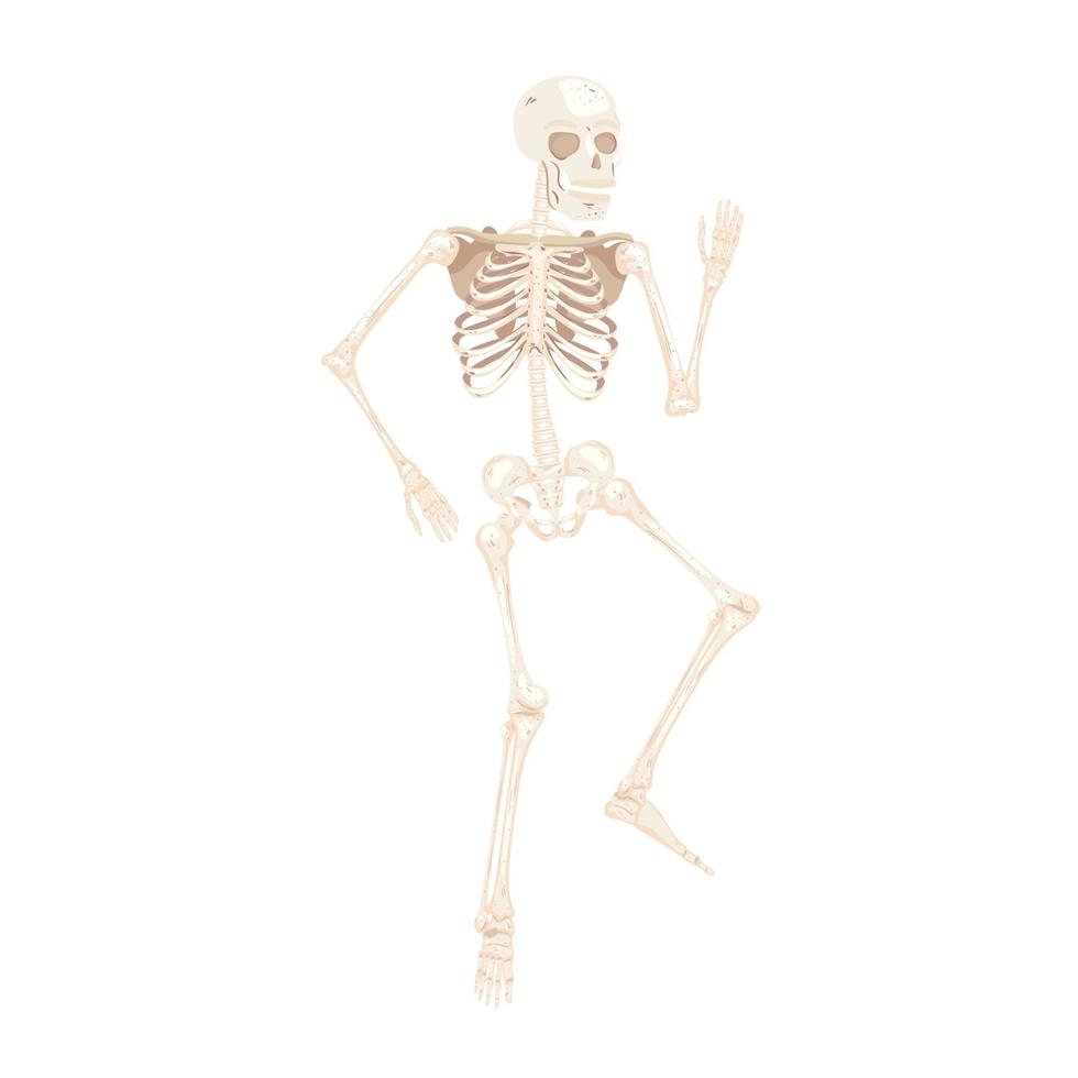 menselijk skelet lichaam vector