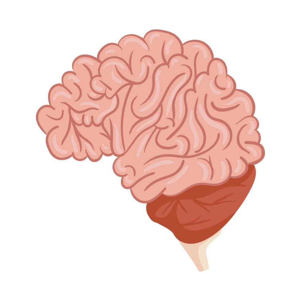 orgaan hersenen menselijk vector
