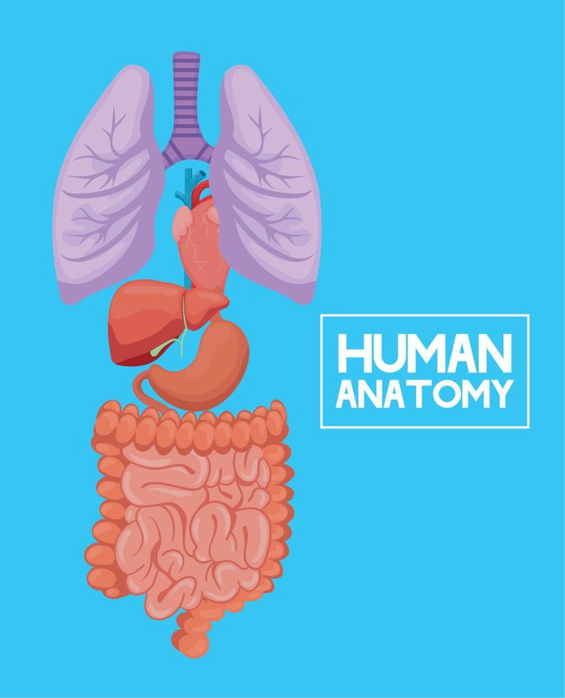 menselijk anatomie organen vector