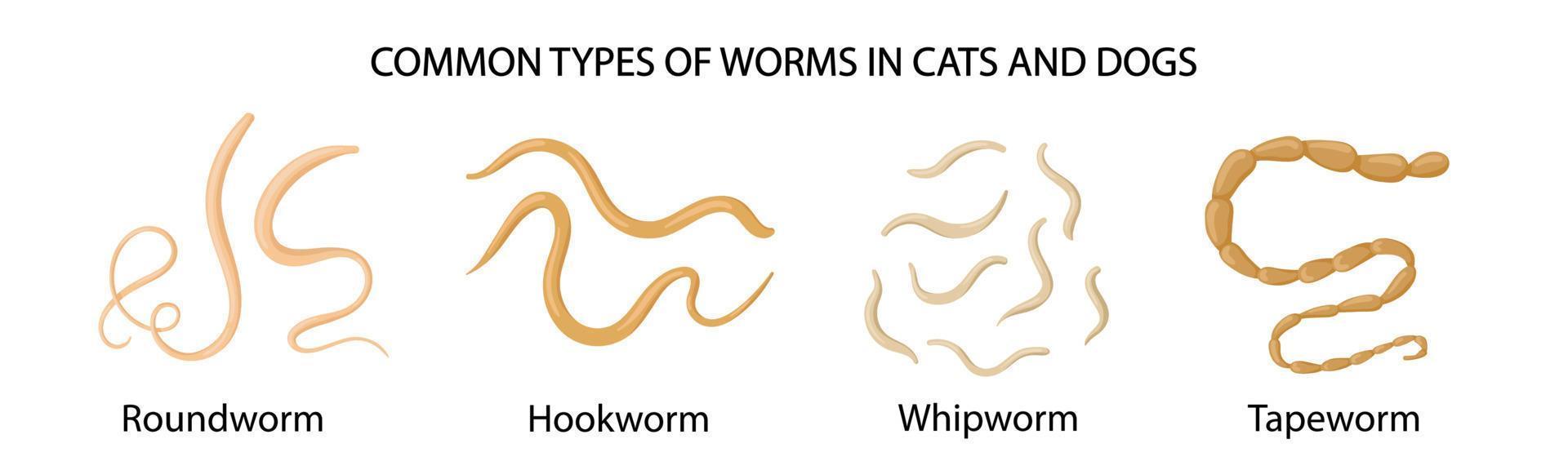 gemeenschappelijk types van wormen in katten en honden. medisch illustratie vector