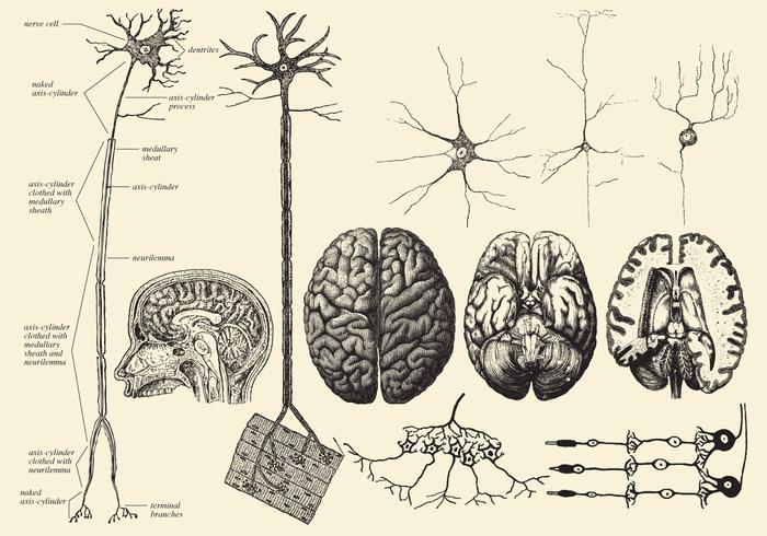 Brain En Neuron Tekeningen vector