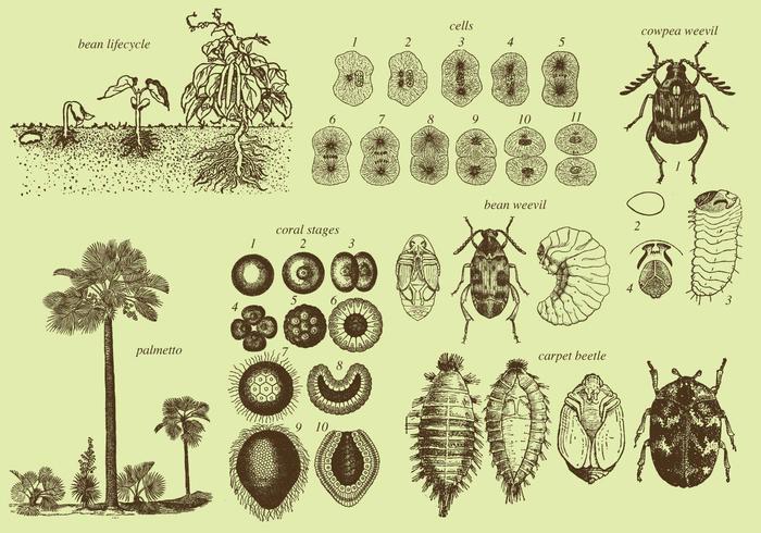 Groei Insecten En Planten vector