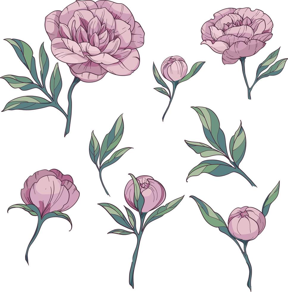 bloemen elementen reeks roze pioenrozen. hand- getrokken schetsen stijl bloesem bloemen, bloemknoppen en bladeren vector illustratie Aan wit achtergrond