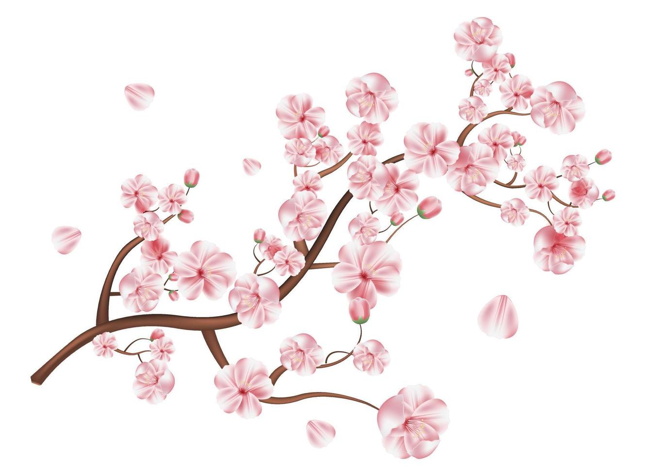 realistisch sakura Japan kers Afdeling met bloeiend bloemen vector illustratie