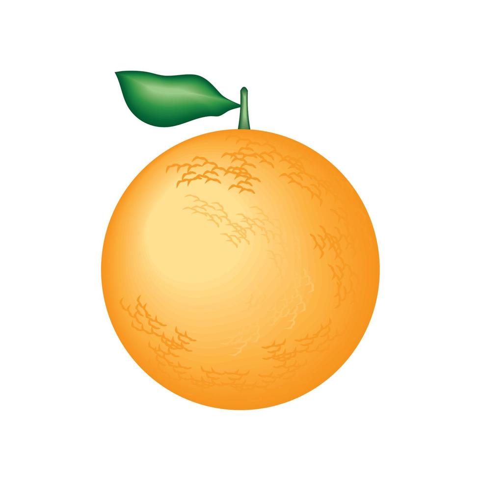 realistisch fruit oranje vector