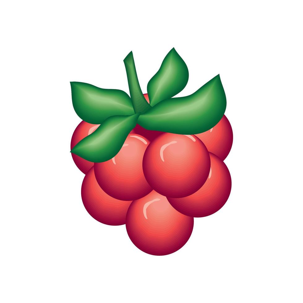 realistisch fruit frambozen vector