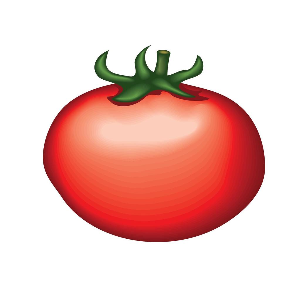 realistisch groente tomaat vector