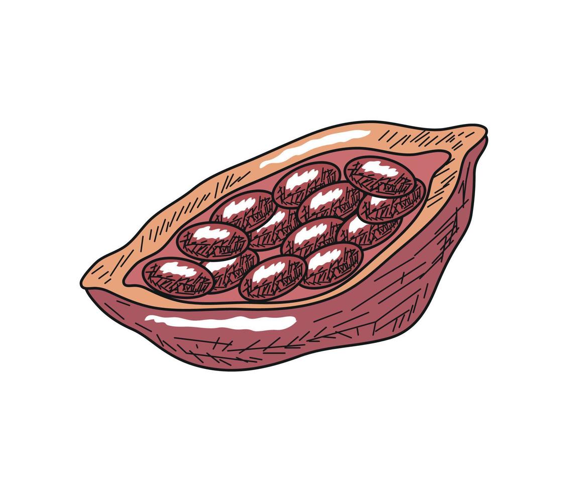 cacao bonen superfood vector