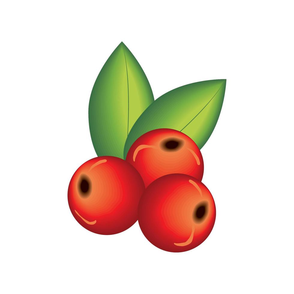 realistisch fruit kers vector