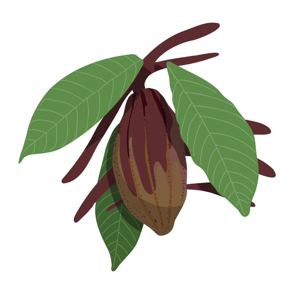 hand- getrokken cacao peul kleur schetsen. chocola boom Afdeling met groen bladeren en cacao Boon. cacao boom fruit voor zoet chocola biologisch natuurlijk ontwerp kaart poster vector illustratie
