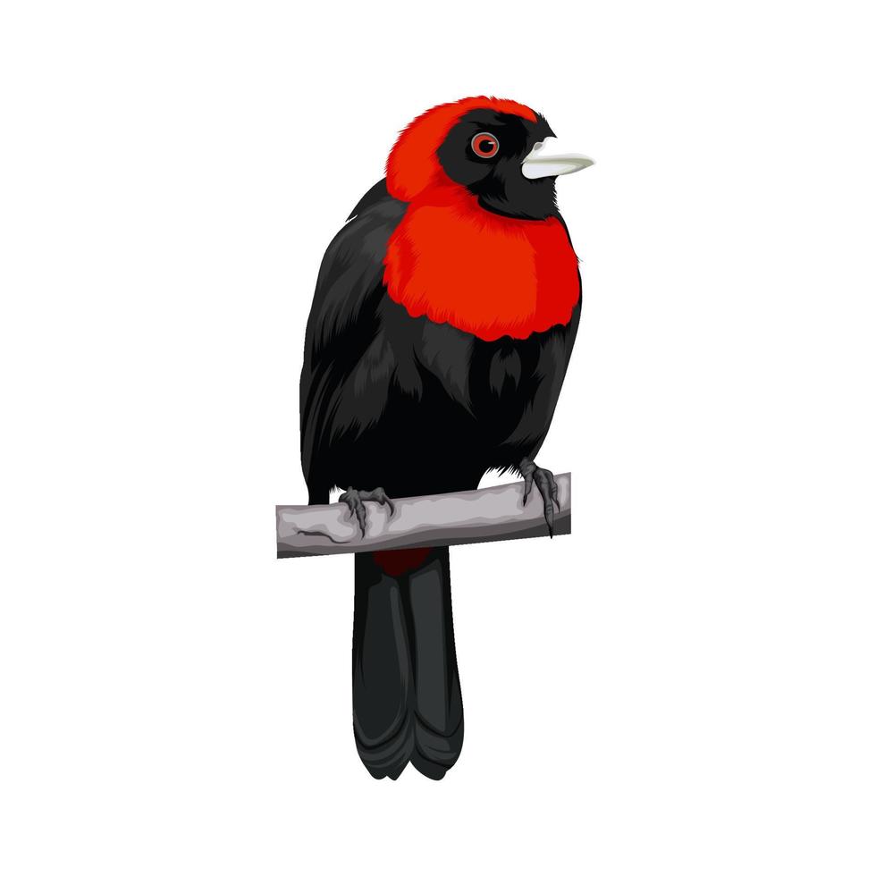 karmozijnrode kraag tanager vogel vector