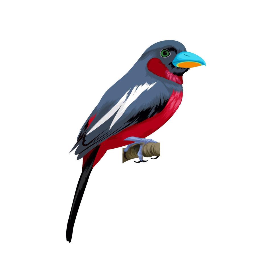 zwart en rood broadbill vector