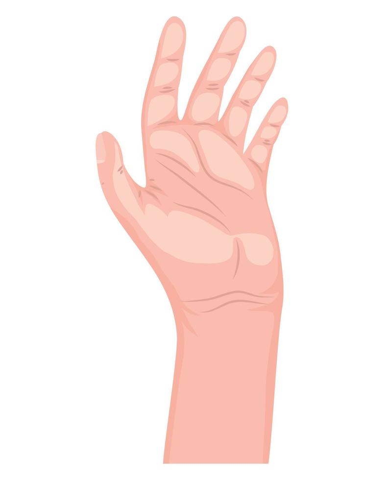 hand- menselijk palm vector