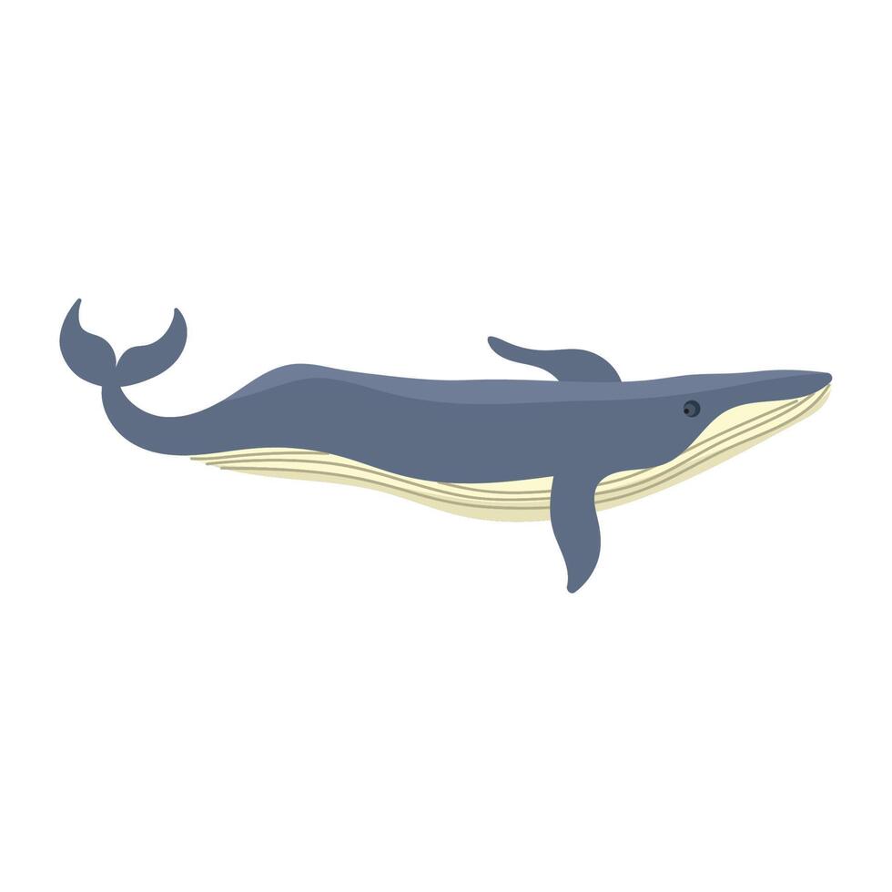 gebochelde walvis dier vector