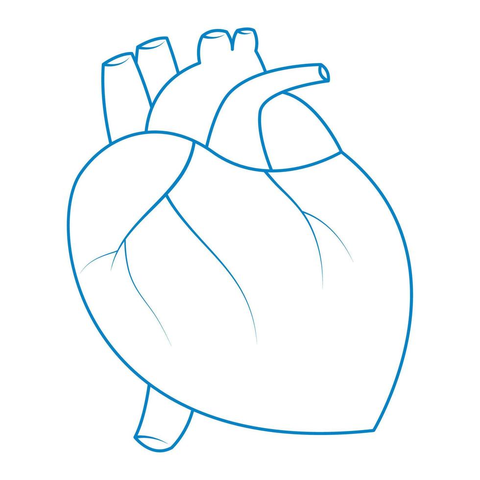 hart orgaan medisch gezondheidszorg vector