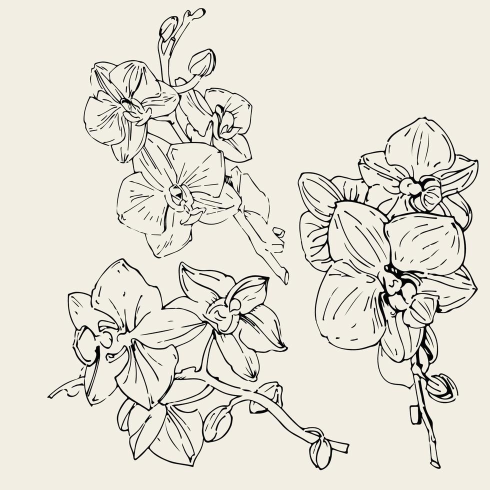 vector bloem van orchidee. inkt illustratie geïsoleerd.