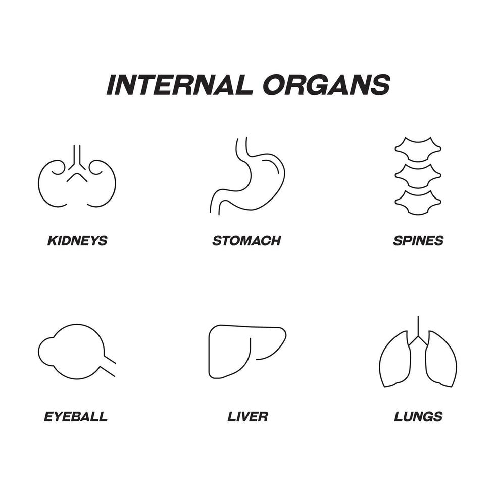 anatomie concept. intern organen lijn icoon set. bewerkbare slagen. lijn pictogrammen van nieren, maag, stekels, oogbol, lever, longen vector