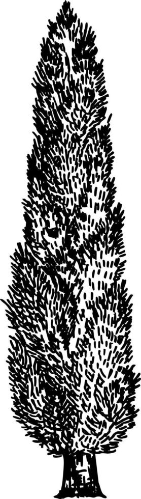 cipres wijnoogst schetsen stijl. hand- getrokken vector illustratie van cipressen.