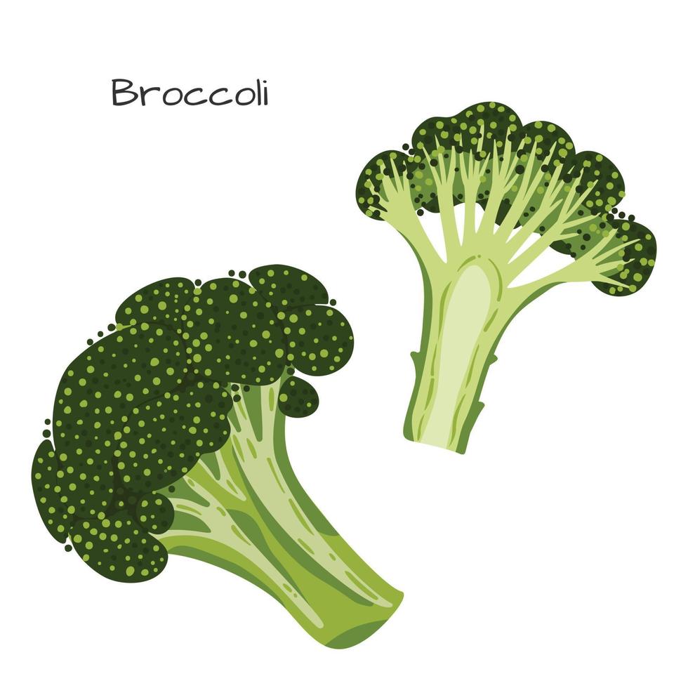 broccoli geïsoleerd Aan wit achtergrond. gezond voeding. veganistisch, vegetarisch eetpatroon. geheel groente. biologisch rauw veganistisch gezond voedsel. vector illustratie voor ontwerp.