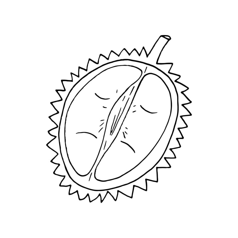 durian fruit voor de helft hand- getrokken in tekening stijl. icoon, sticker, menu vector