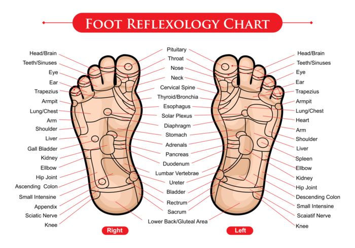 Voetreflexologie grafiek vector