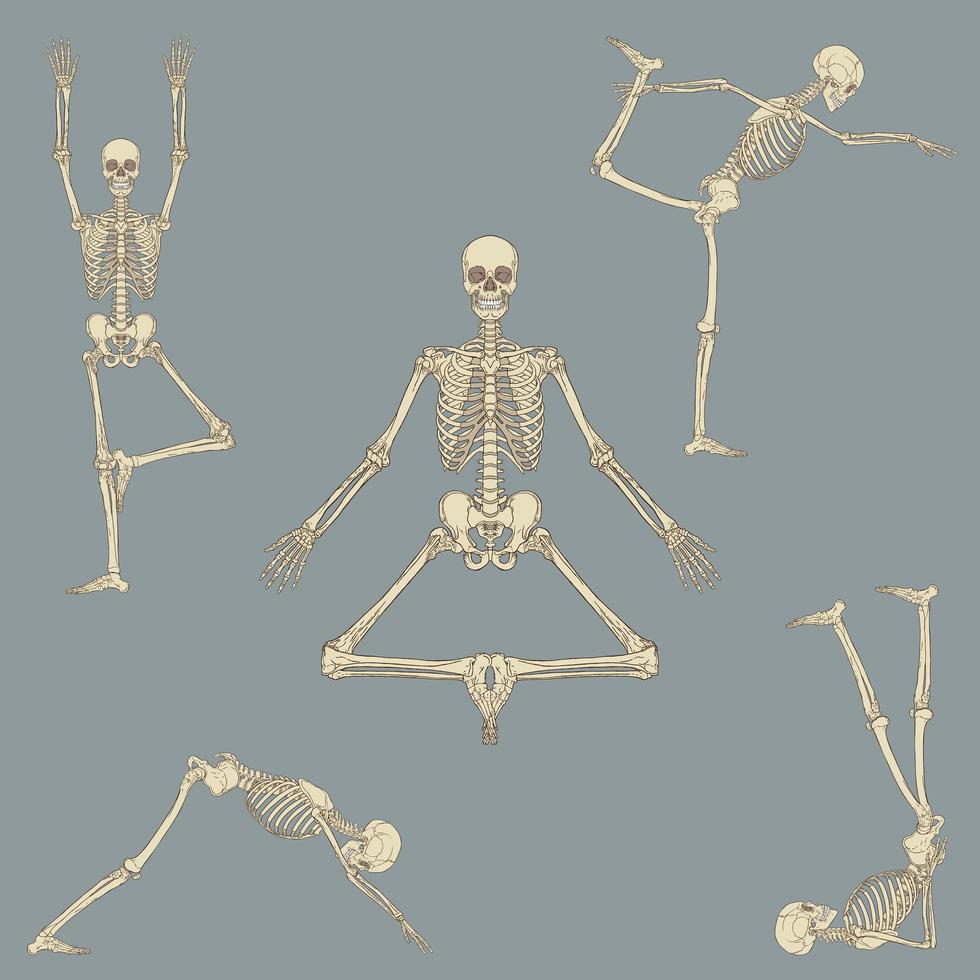 menselijk skelet yoga posities instellen vector
