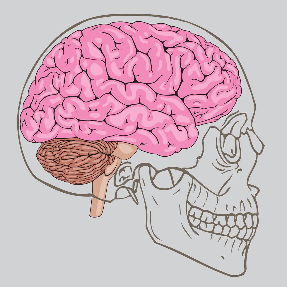 roze hersenen in menselijke schedel vector