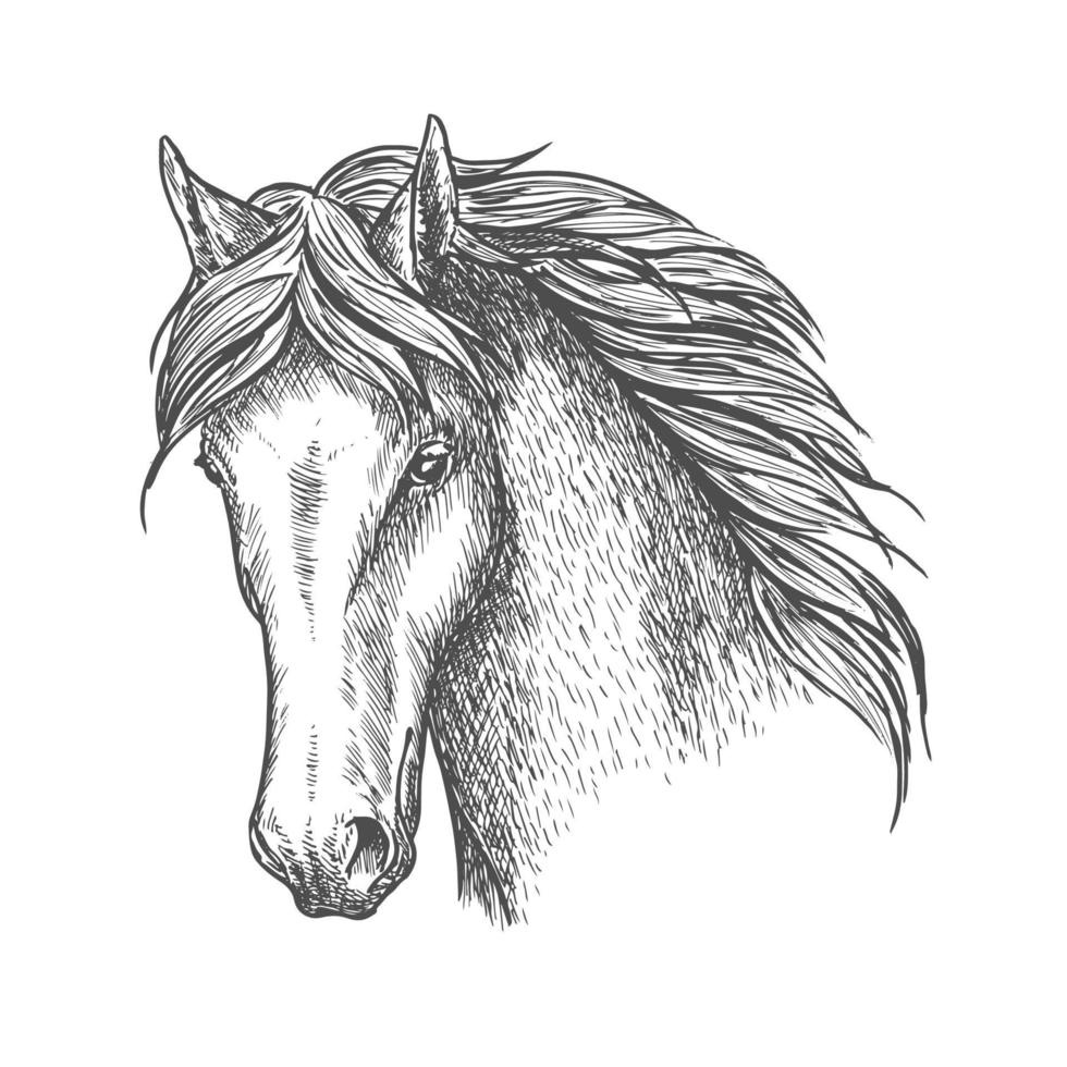 rasecht paard hoofd schetsen voor paarden sport ontwerp vector