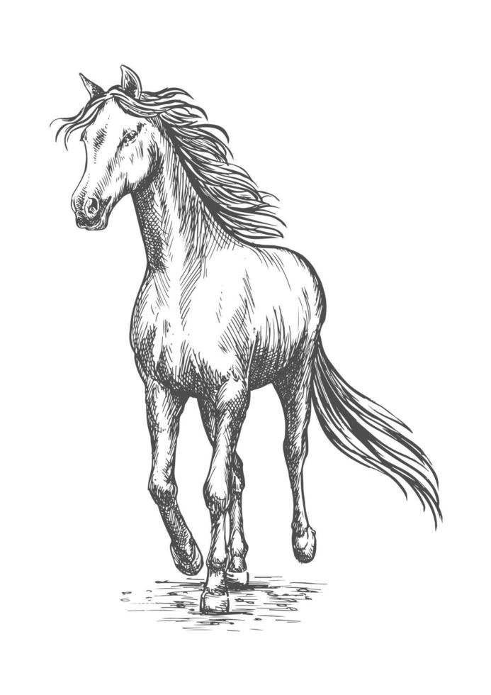 paard galop rennen. potlood schetsen portret vector