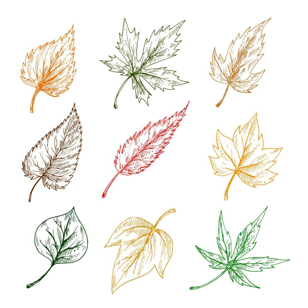 bladeren van bomen schetsen pictogrammen vector