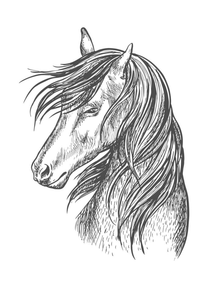 zwart paard mustang schetsen portret vector