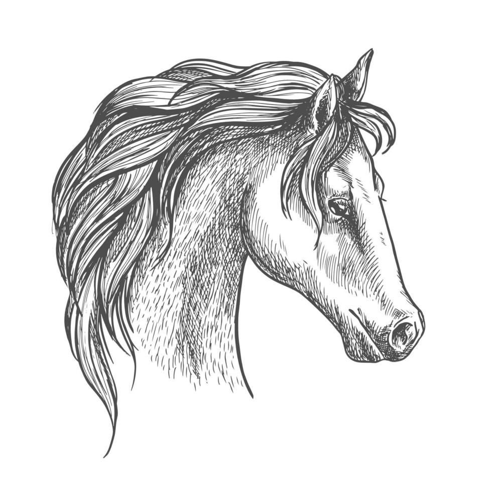 Arabisch paard hoofd schetsen voor ruiter ontwerp vector