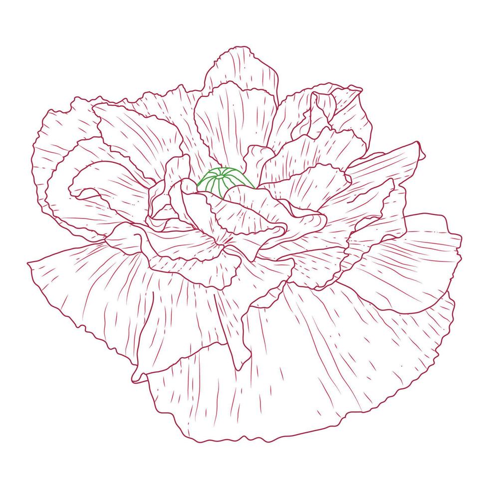 Californië papaver bloemen getrokken en schetsen met lijn kunst Aan wit achtergronden. vector