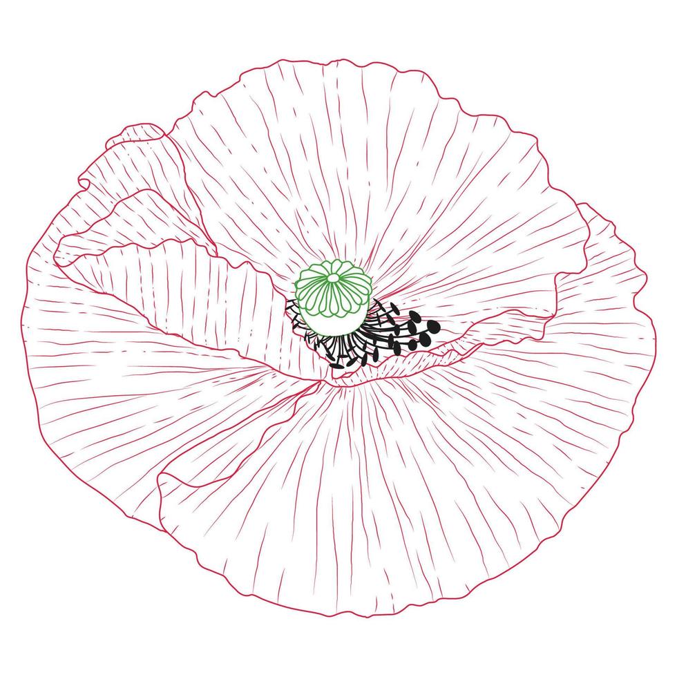 Californië papaver bloemen getrokken en schetsen met lijn kunst Aan wit achtergronden. vector
