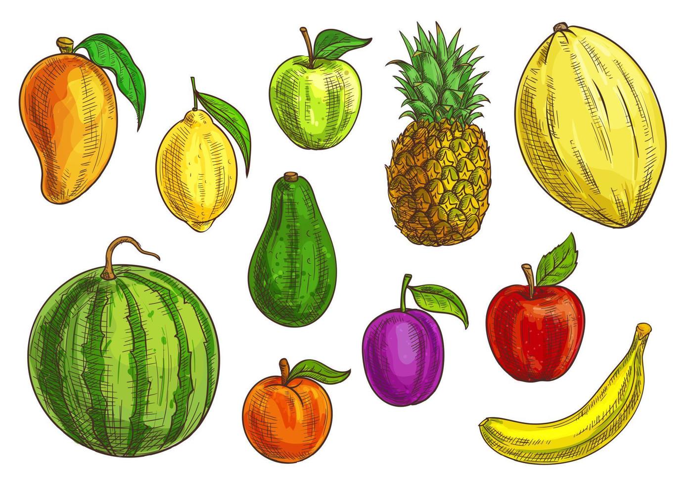 tropisch en exotisch fruit reeks vector