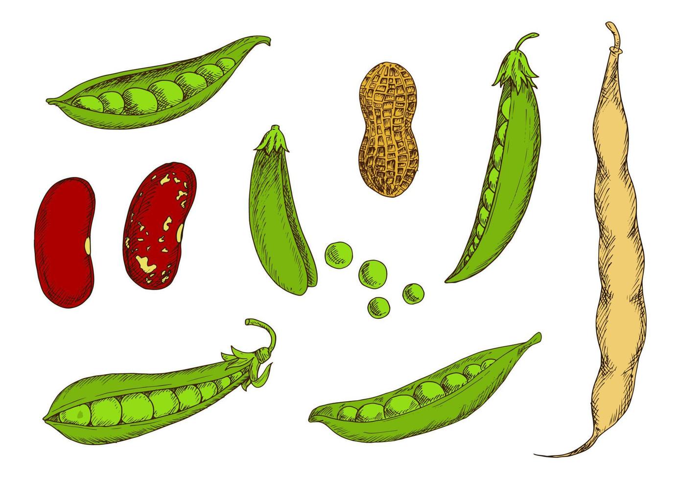 pinda, zoet groen erwten en bonen schetsen vector