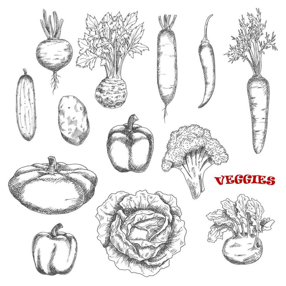 gezond boerderij groenten schetsen pictogrammen vector