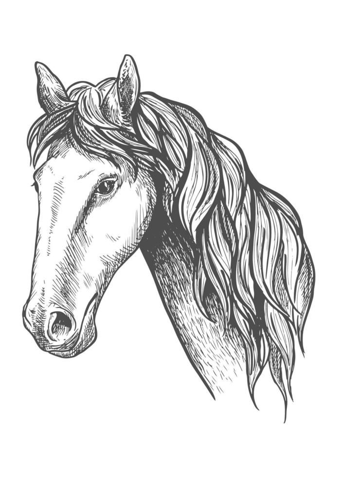 renpaard van appaloosa ras schetsen symbool vector