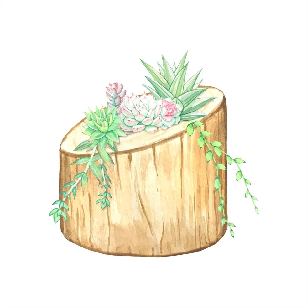 vetplanten in een natuurlijk hout planter. waterverf illustratie. vector