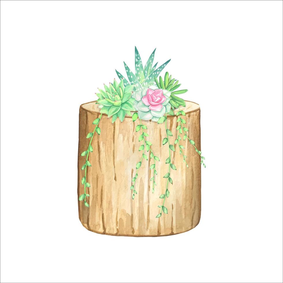 vetplanten in een natuurlijk hout planter. waterverf illustratie. vector