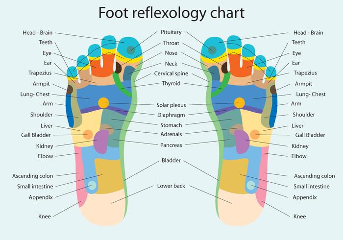 Voetreflexologie grafiek vector