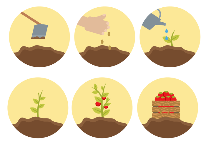 Gratis Plant Life Cycle Vector