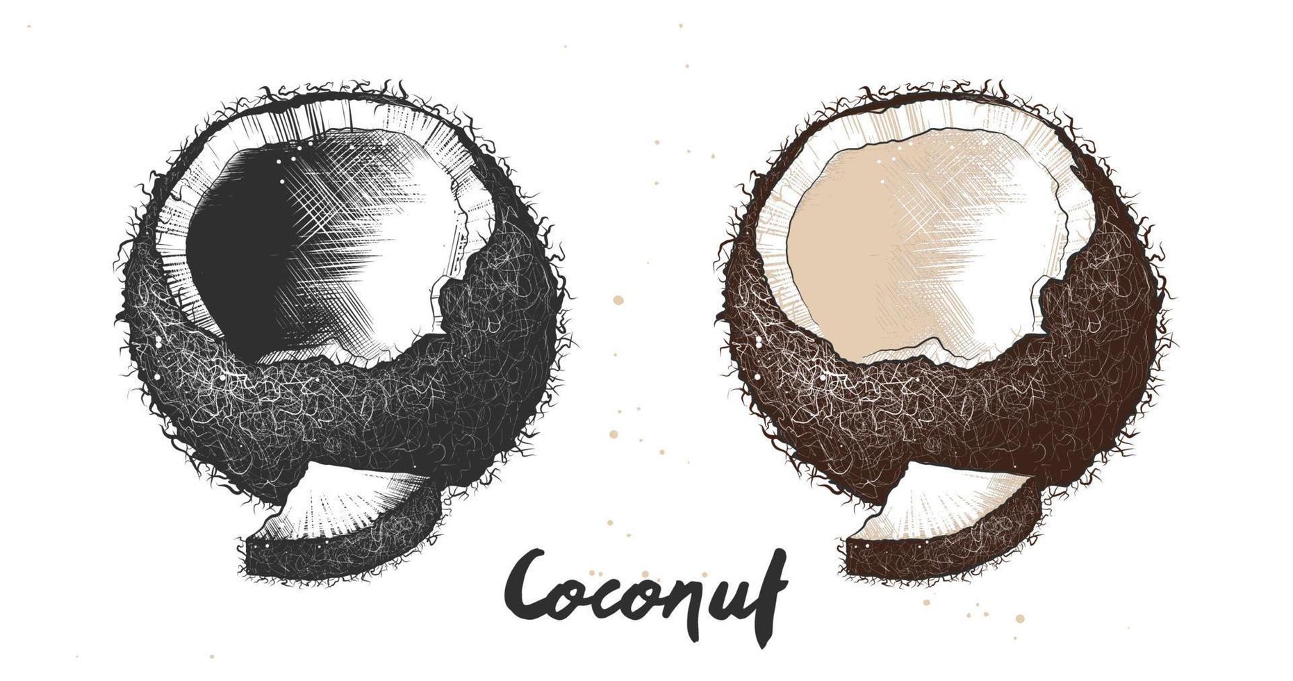 vector biologisch gegraveerde stijl illustratie voor affiches, decoratie, label, verpakking en afdrukken. hand- getrokken schetsen van kokosnoot in monochroom en kleurrijk. gedetailleerd vegetarisch voedsel tekening.