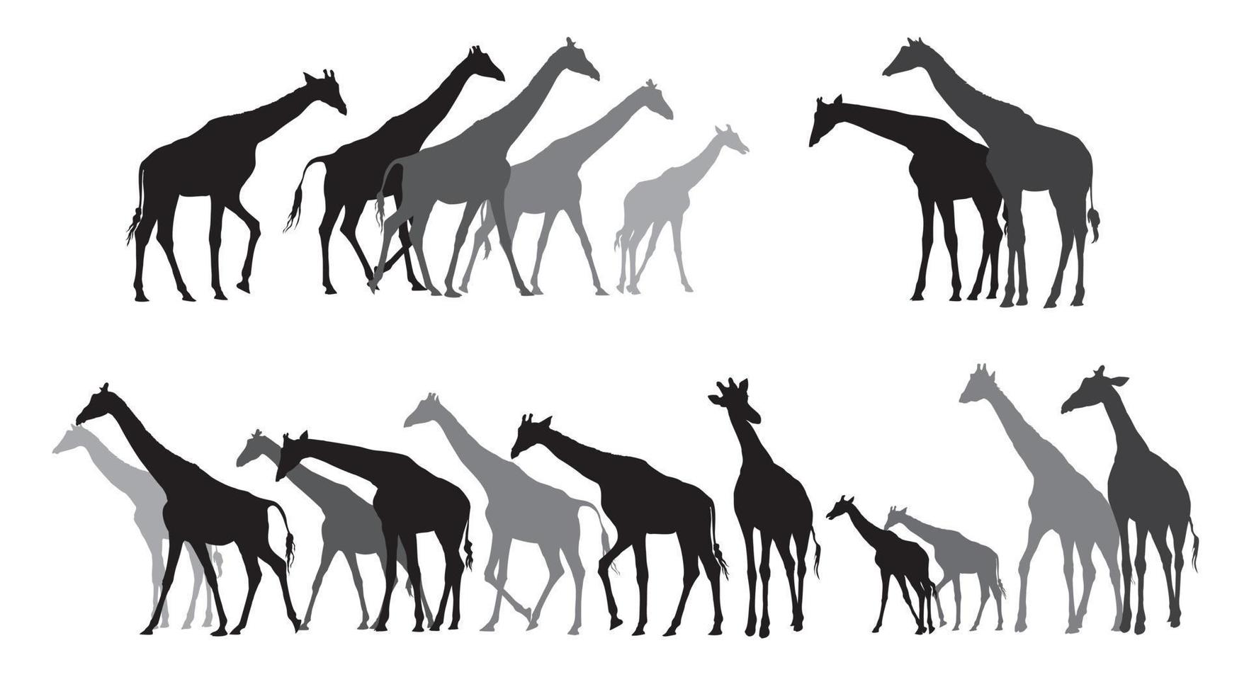 groep van zwart en grijs silhouetten van giraffen vector