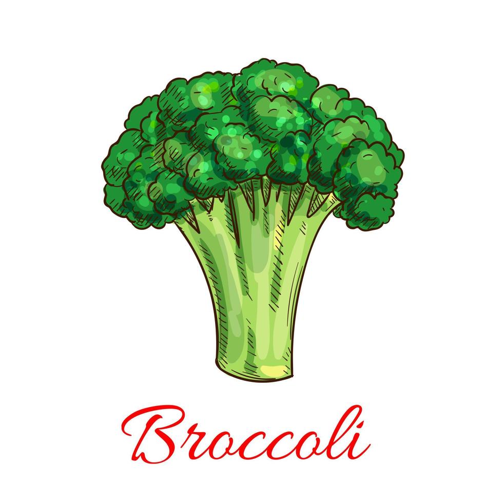 broccoli vegetarisch groente vector schetsen icoon