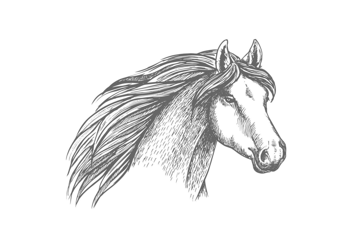 paard hoofd schetsen van rasecht Arabisch merrie vector