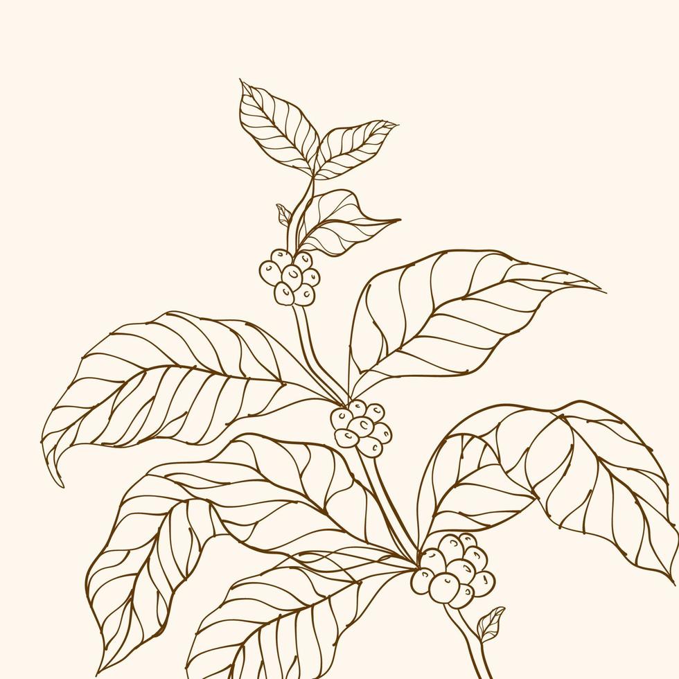 koffie fabriek. hand- getrokken koffie Afdeling. koffie boom vector. Afdeling met bladeren. vector illustratie van koffie Afdeling. Afdeling van een fabriek. koffie fabriek Afdeling met blad. koffie bonen en bladeren.