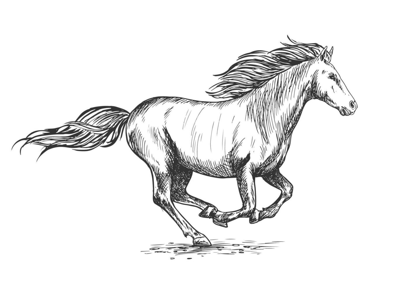 rennen galop wit paard schetsen portret vector