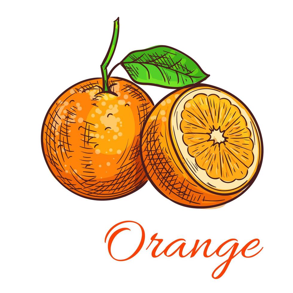 oranje citrus fruit geïsoleerd schetsen vector