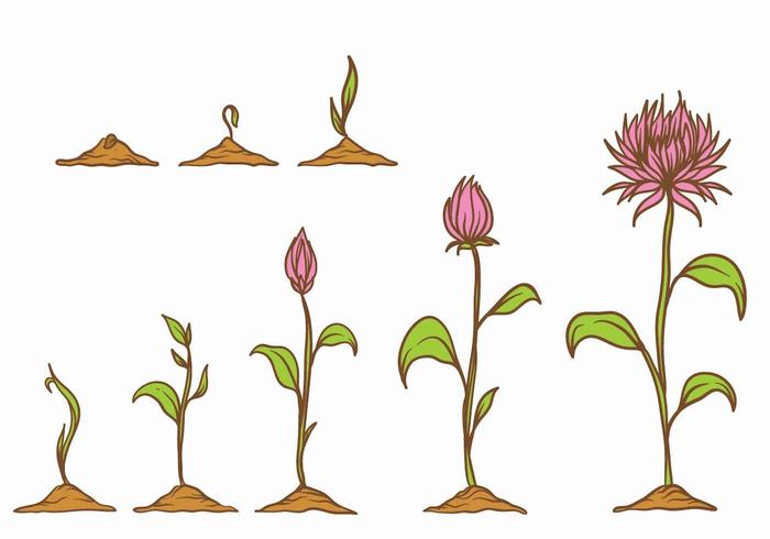 Groei plant set vector